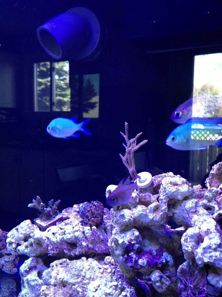 The Electric Reef Project (pic intensive!) Page 2 Reef Central